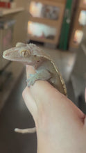 Load and play video in Gallery viewer, Female Crested Gecko "Kinky Tail" (Stella)
