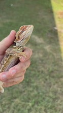 Load and play video in Gallery viewer, RESCUE Male (Edward)
