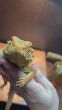 Load and play video in Gallery viewer, RESCUE Dunner Male (Ace)
