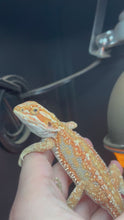 Load and play video in Gallery viewer, Hypo Dunner Female (Polly)
