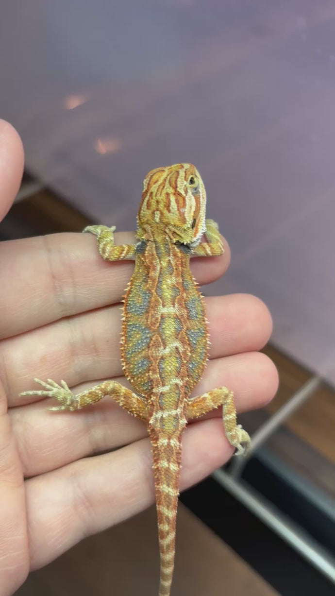 Possible Female (Emerald)