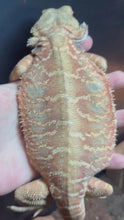 Load and play video in Gallery viewer, RESCUE Leatherback Female (Amy)
