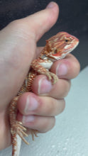 Load and play video in Gallery viewer, 1/2 red monster dunner female (Emily)

