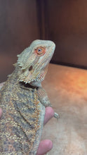 Load and play video in Gallery viewer, RESCUE Female (Scarlett)
