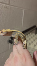 Load and play video in Gallery viewer, Female Crested Gecko (Brooke)
