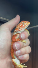 Load and play video in Gallery viewer, Orange Hypo Male (Taco)
