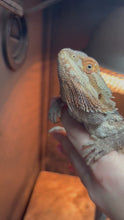 Load and play video in Gallery viewer, Normal Female (Sammy)
