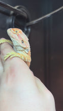 Load and play video in Gallery viewer, Hypo Female (Demi)
