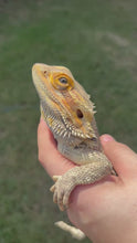 Load and play video in Gallery viewer, RESCUE Male (Chad)
