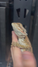 Load and play video in Gallery viewer, Normal Female (Betsy)
