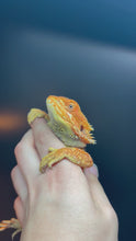Load and play video in Gallery viewer, Dunner Female (opal)
