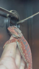 Load and play video in Gallery viewer, Red Monster Male (Blaze)
