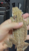 Load and play video in Gallery viewer, Normal Female (Reya)
