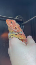 Load and play video in Gallery viewer, Red Male (Drake)
