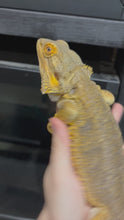 Load and play video in Gallery viewer, Yellow Hypo Male (boomba)
