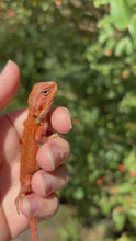 Load and play video in Gallery viewer, Red Translucent Female (cheeta)
