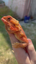 Load and play video in Gallery viewer, RESCUE Red Translucent (MBD) Female (Amber)
