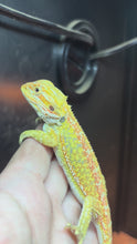 Load and play video in Gallery viewer, Citrus Dunner Male (Malone)
