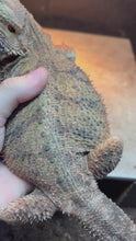Load and play video in Gallery viewer, RESCUE Female (Crystal)
