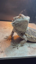 Load and play video in Gallery viewer, Rescue Female (Bea)
