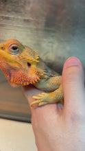 Load and play video in Gallery viewer, Rescue Female (Fiona)
