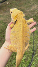 Load and play video in Gallery viewer, Citrus Male (Rango)

