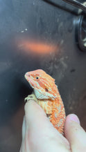 Load and play video in Gallery viewer, Male (Elvis)
