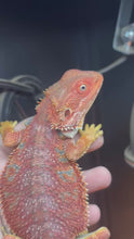 Load and play video in Gallery viewer, Red Male (Tucker)
