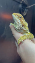 Load and play video in Gallery viewer, Citrus Female (Jade)
