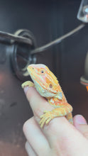 Load and play video in Gallery viewer, Orange Male (JayZ)
