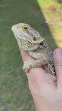 Load and play video in Gallery viewer, RESCUE Normal Male (Buford)￼
