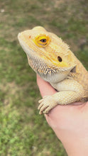 Load and play video in Gallery viewer, RESCUE SPICY Male (Jack)
