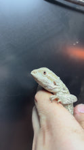 Load and play video in Gallery viewer, Leatherback Female (Cardi)
