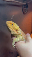 Load and play video in Gallery viewer, RESCUE Hypo Male (Charlie)
