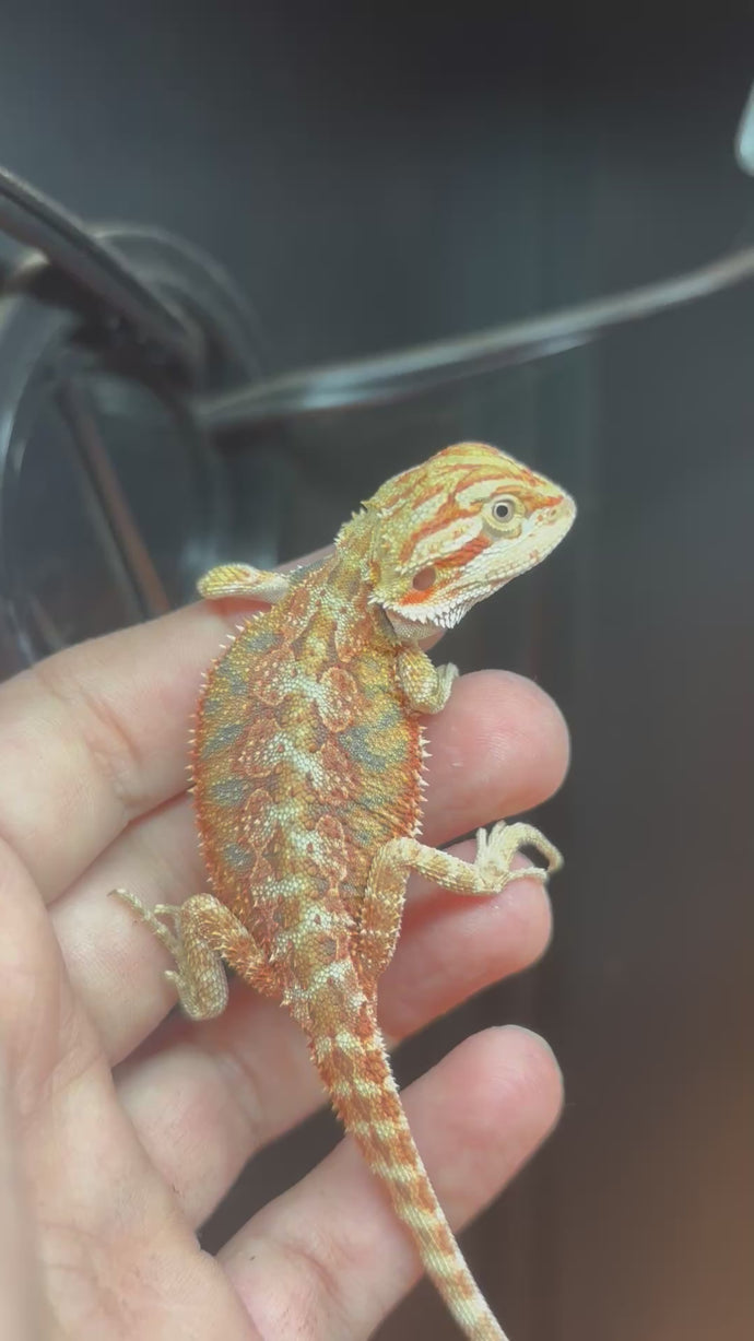 Citrus Possible Male (Ricky)