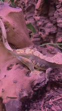 Load and play video in Gallery viewer, SPICY Female Crested Gecko (Hazel)
