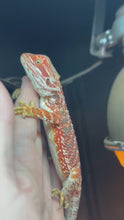 Load and play video in Gallery viewer, Red Male (Thomas)
