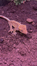 Load and play video in Gallery viewer, SPICY Male Crested Gecko (Leo)
