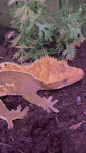 Load and play video in Gallery viewer, SPICY Male Crested Gecko (Leo)
