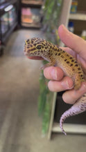 Load and play video in Gallery viewer, Female Leopard Gecko (Mazie)
