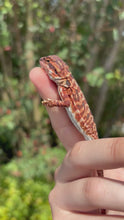 Load and play video in Gallery viewer, Leatherback Red Monster Male (Asher)￼￼
